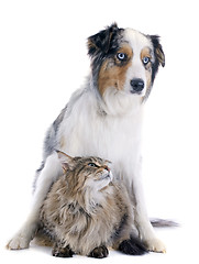 Image showing australian shepherd and maine coon