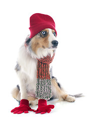 Image showing australian shepherd in winter