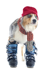 Image showing australian shepherd and ski shoes