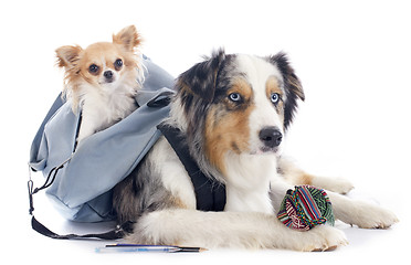 Image showing dogs to school