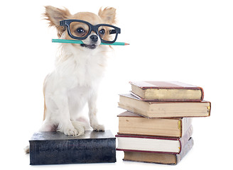 Image showing chihuahua and books
