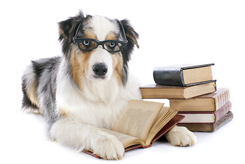 Image showing australian shepherd and books