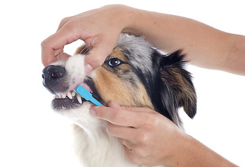 Image showing australian shepherd and toothbrush