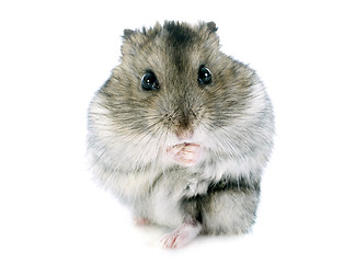 Image showing russian hamster