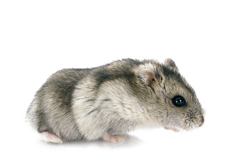 Image showing russian hamster