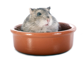 Image showing russian hamster in bowl
