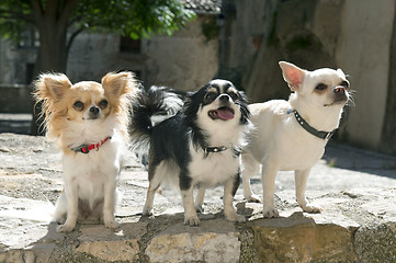 Image showing chihuahuas