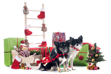 Image showing christmas chihuahuas