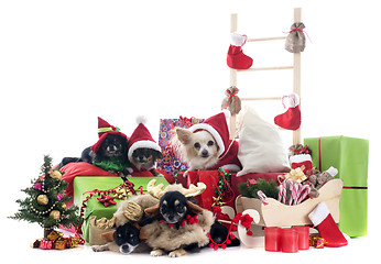 Image showing christmas chihuahuas