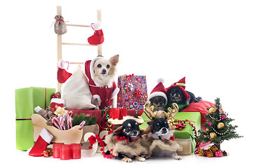 Image showing christmas chihuahuas