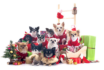 Image showing christmas chihuahuas