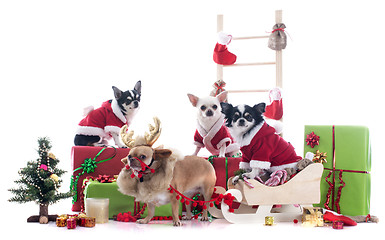 Image showing christmas chihuahuas