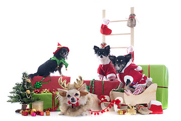 Image showing christmas chihuahuas