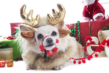 Image showing reindeer chihuahua