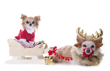 Image showing chihuahuas and sledge