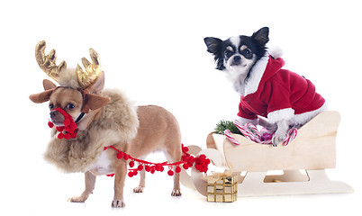 Image showing chihuahuas and sledge
