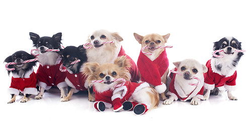 Image showing dressed chihuahuas