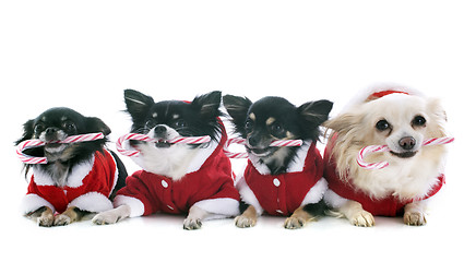 Image showing dressed chihuahuas