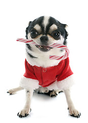 Image showing christmas chihuahua