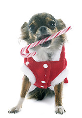 Image showing christmas chihuahua