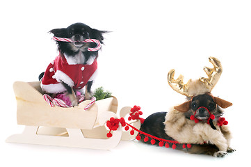 Image showing christmas chihuahuas