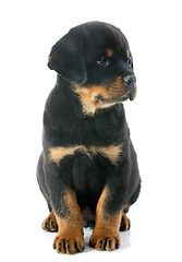 Image showing puppy rottweiler