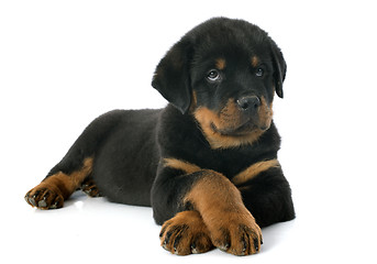 Image showing puppy rottweiler