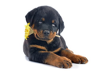 Image showing puppy rottweiler and flower