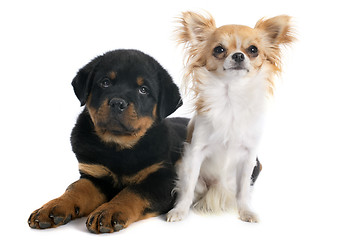 Image showing puppy rottweiler and chihuahua