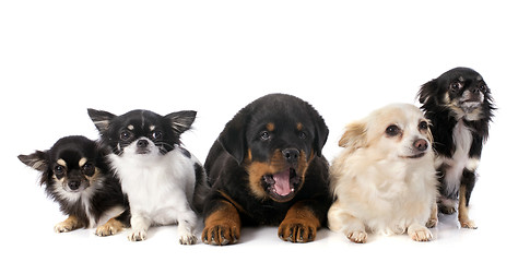 Image showing puppy rottweiler and chihuahuas