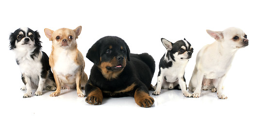 Image showing puppy rottweiler and chihuahuas