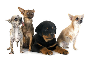 Image showing puppy rottweiler and chihuahuas