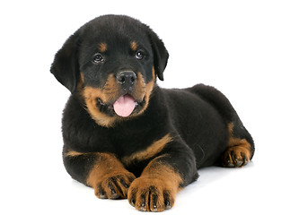 Image showing puppy rottweiler