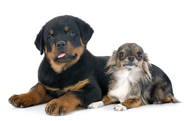 Image showing puppy rottweiler and chihuahua