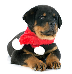 Image showing puppy rottweiler christmas