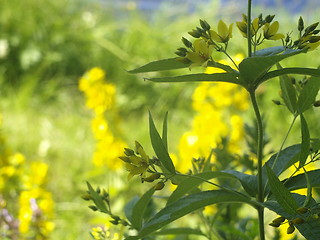 Image showing yellow flower