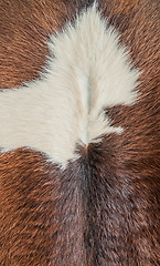 Image showing Cow Fur