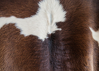 Image showing Cow Fur