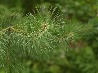 Image showing pine needles