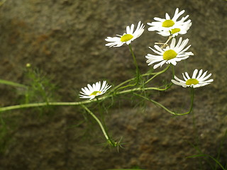 Image showing Daisy flowers