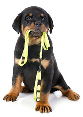 Image showing rottweiler and leash