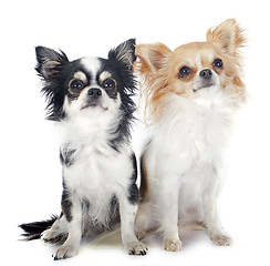 Image showing chihuahuas