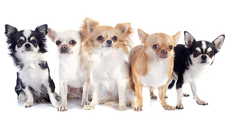 Image showing chihuahuas