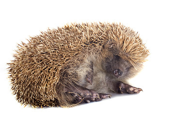 Image showing hedgehog 