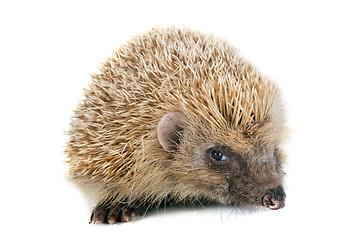 Image showing hedgehog 