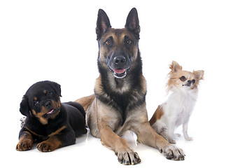 Image showing three dogs