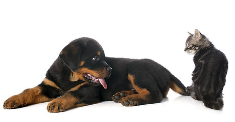 Image showing puppy rottweiler and kitten