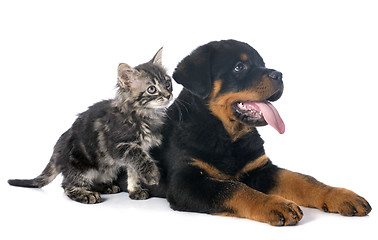 Image showing puppy rottweiler and kitten