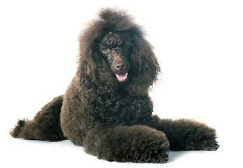 Image showing brown poodle 