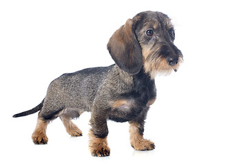 Image showing puppy Wire haired dachshund